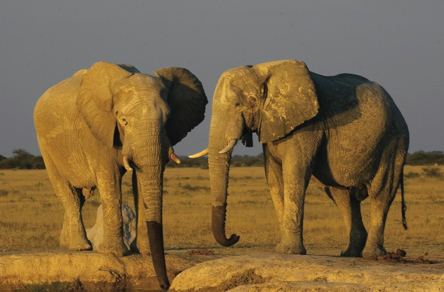 Zwei Elefanten in Namibia - Namibia Mietwagenreisen